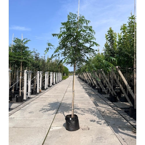 Kaukasisk vingnöt - Pterocarya fraxinifolia - Stammens omkrets 16-18 cm, höjd 3,5-4 meter, HS,